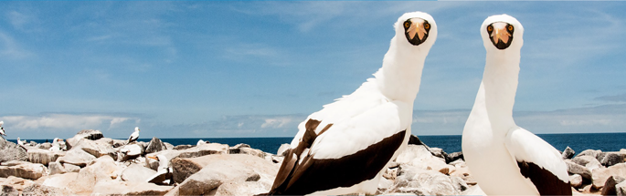 viaje_aruba